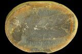 Fossil Neuropteris Seed Fern (Pos/Neg) - Mazon Creek #89918-1